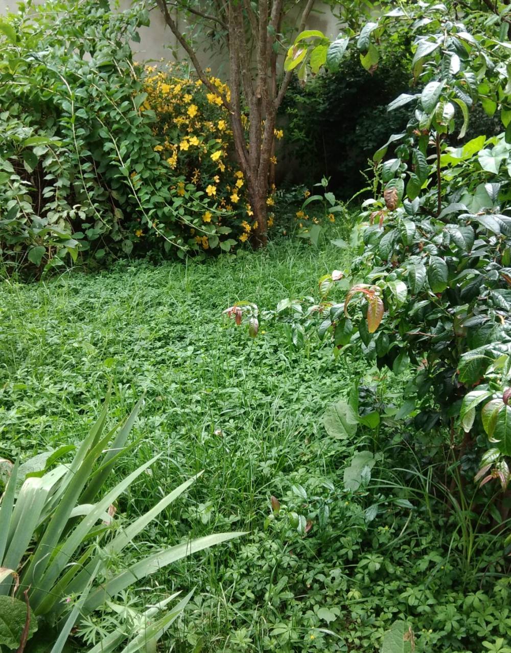 jardin
