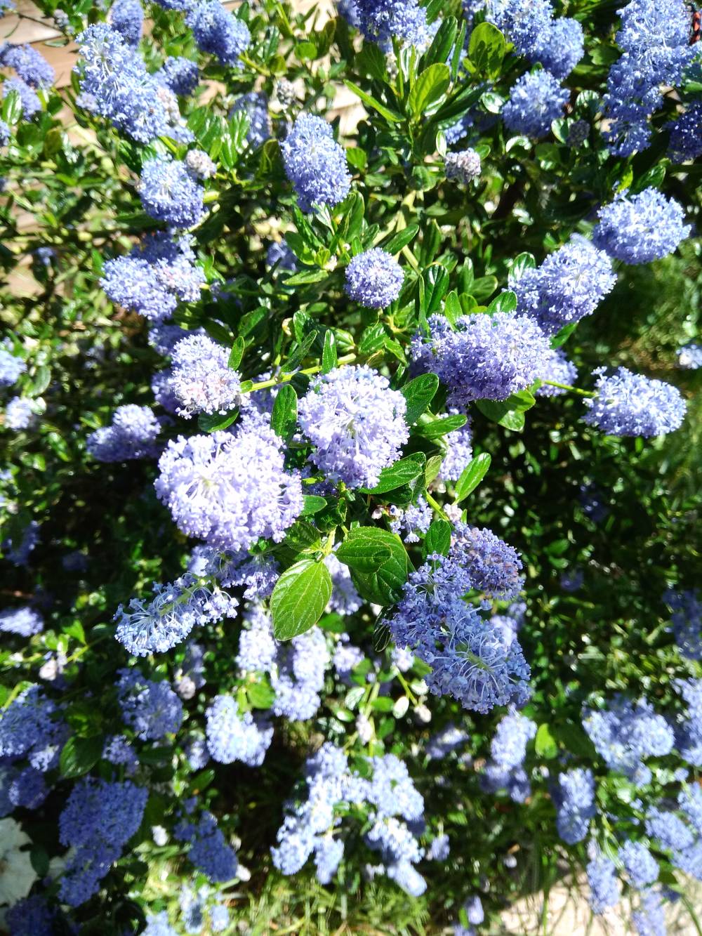 Fleurs3