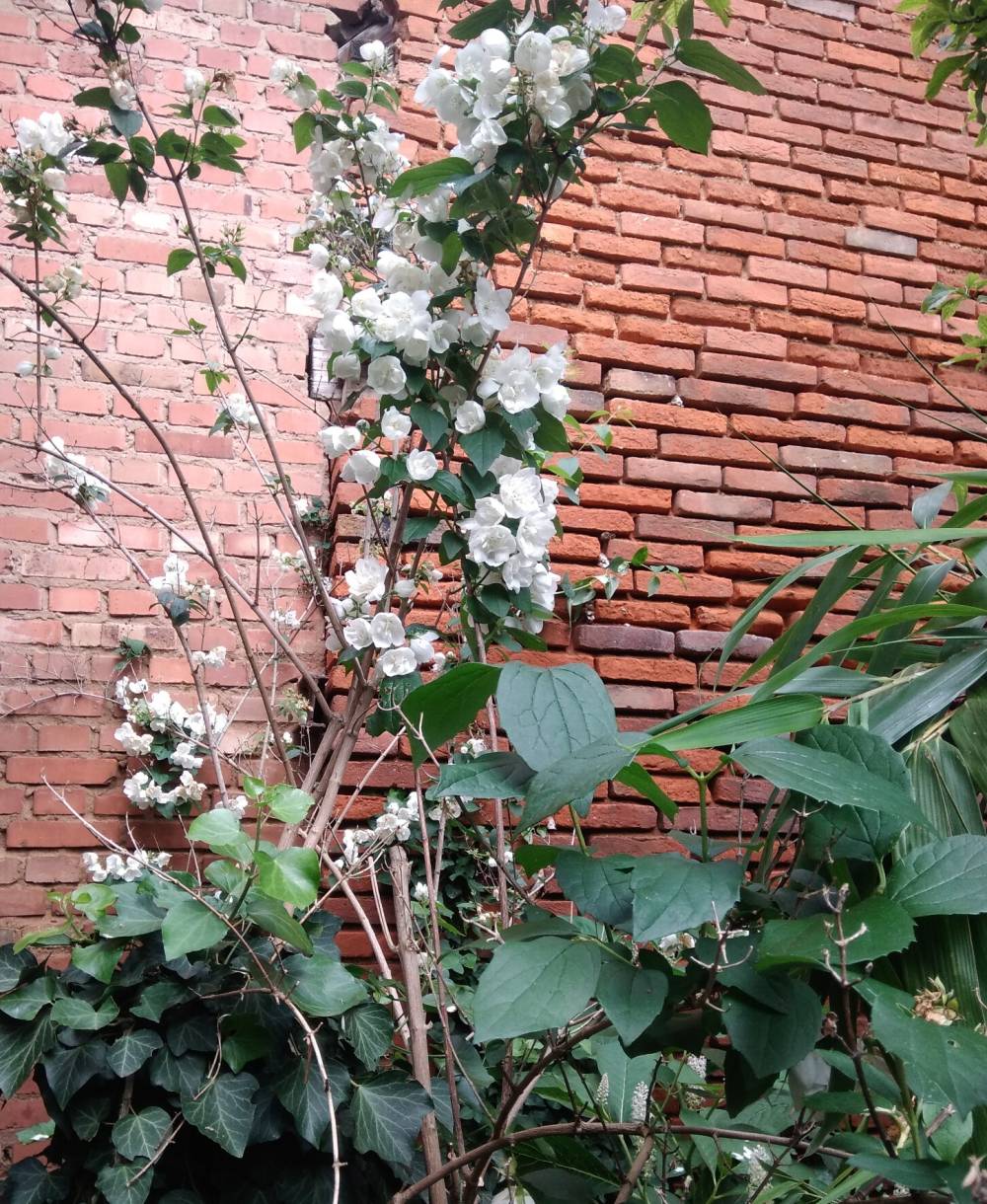 jardin