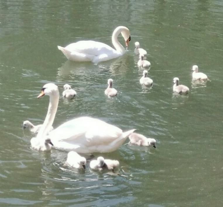 Cygnes