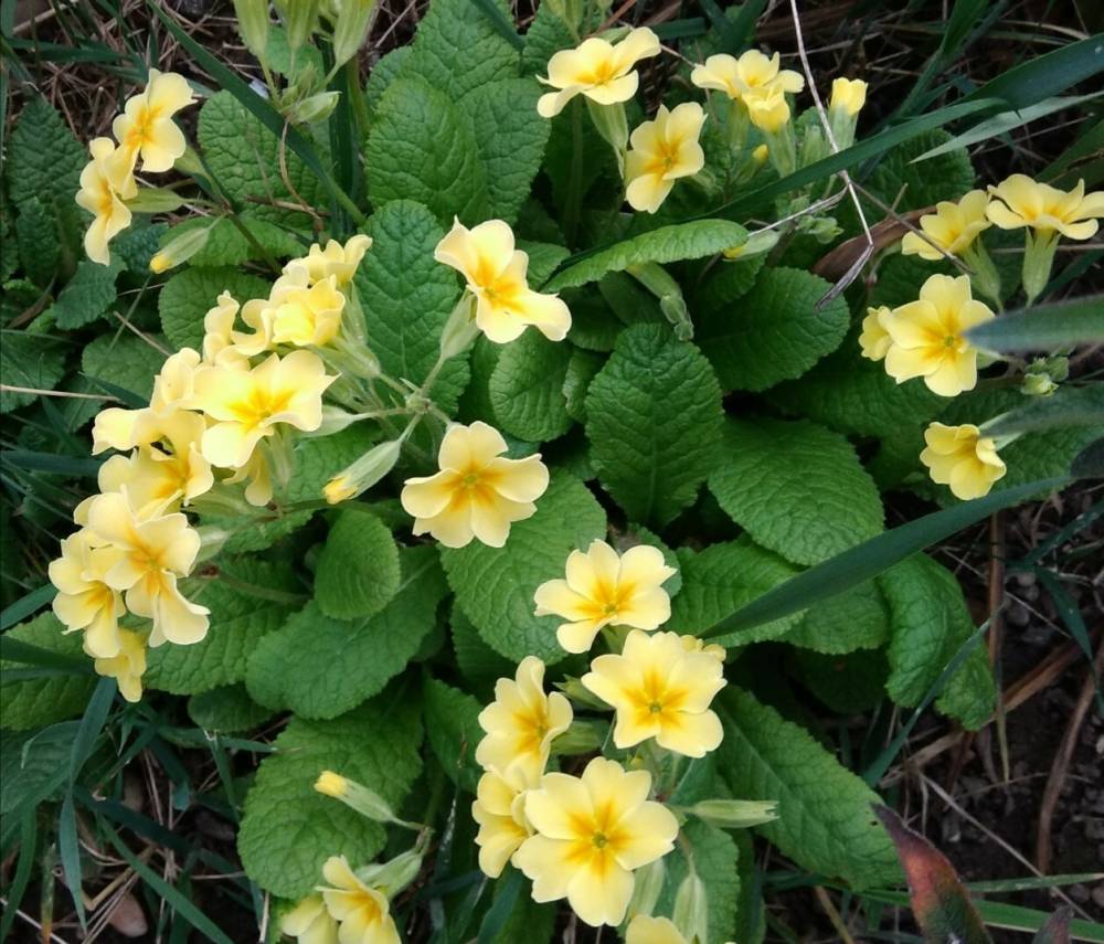 Fleurs5